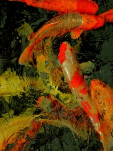 koi