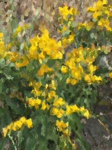 Yellow Flowers