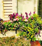 Windowbox, Newburyport 2